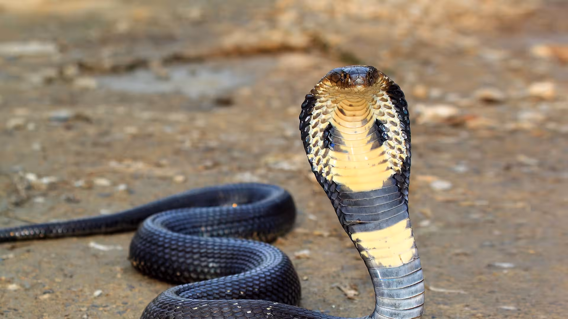 Cobra